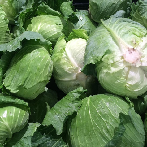 Kapusta głowiasta biała SŁAWA Z GOŁĘBIEWA 2g