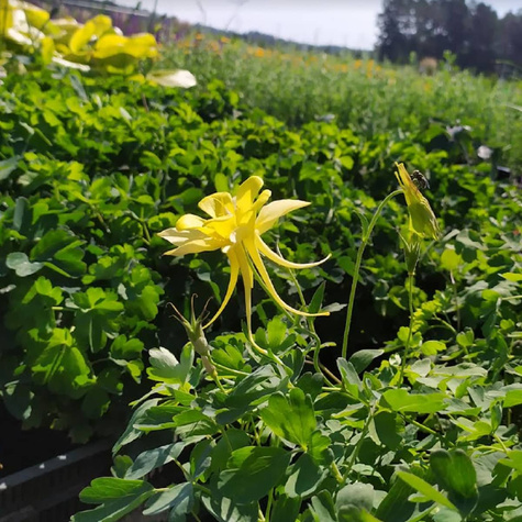 Orlik złocisty Spring Yellow Queen (C2)