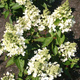 Hortensja bukietowa 'White Lady' (C2)