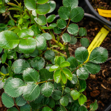 Róża różowa rabatowa wielokwiatowa