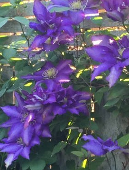 Powojnik Clematis wielkokwiatowy Daniel Deronda