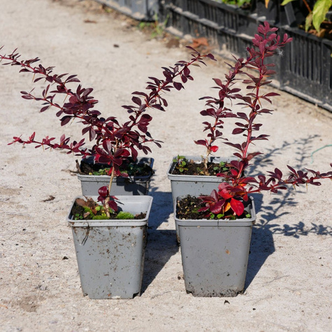 Berberys thunberga Carmen (P9)