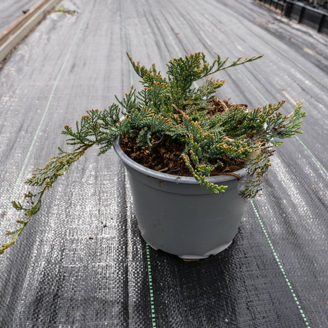 Jałowiec płożący Blue Chip dywanowy (C2)