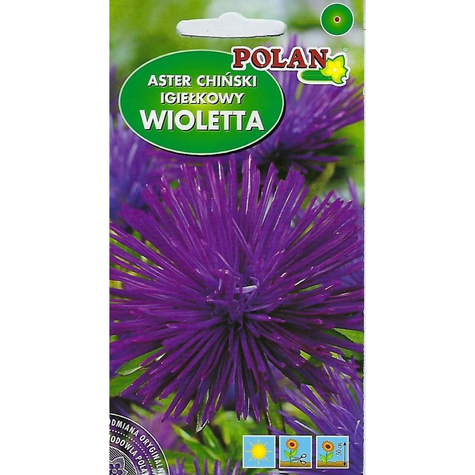Aster igiełkowy WIOLETTA ŚLIWKOWO AMARANTOWA 1G