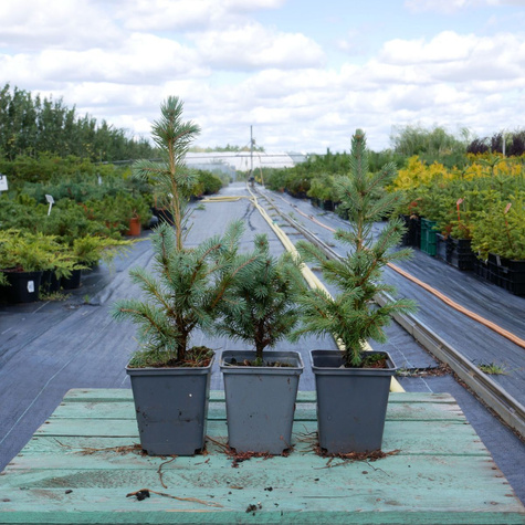 Świerk Engelmana (C2)