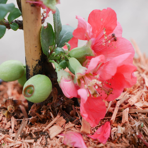 Pigwowiec pośredni Pink Lady Ozdobny na Nalewki (C2)