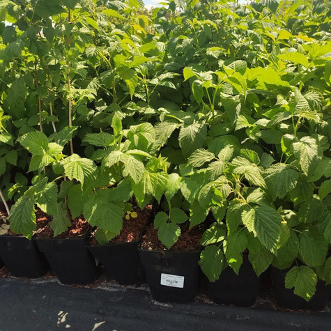 Malina Benefis w doniczce (C2)