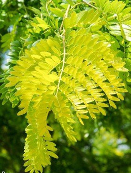 Glediczja trójcierniowa 'Sunburst'