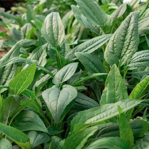 Jeżówka purpurowa White Sawn delikatna (C2)