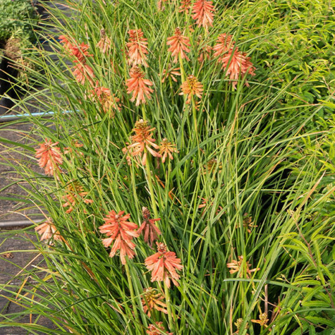 Trytoma Poco Red (C2)