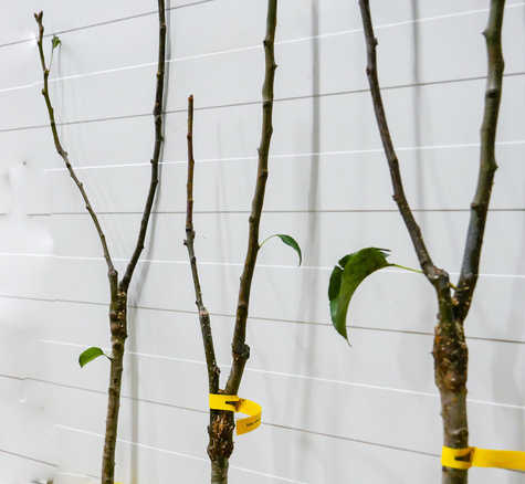 Duo Śliwa Węgierka Wczesna + Early Orange Plant Pack