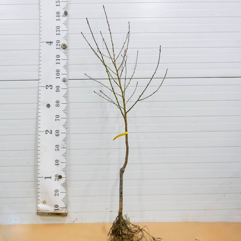 Brzoskwinia Flamingo Plant Pack