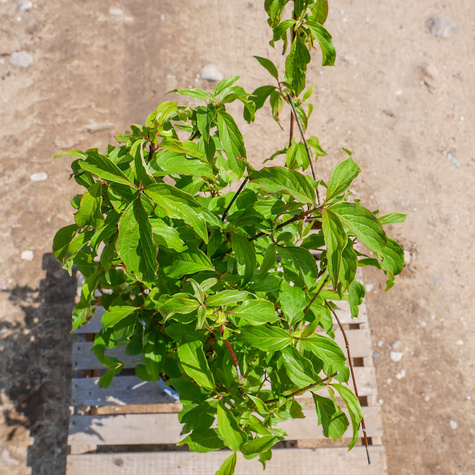 Tawuła śliwolistna Goldfire pełne kwiaty (C2)