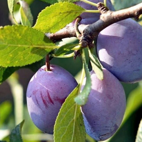 Śliwa Empres Plant Pack