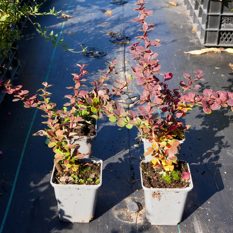 Berberys thunberga Carlo (P9)