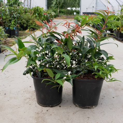 Kiścień japoński Royal Ruby (C2)