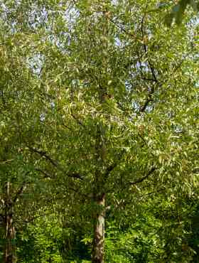 Oliwnik wielokwiatowy Gumi