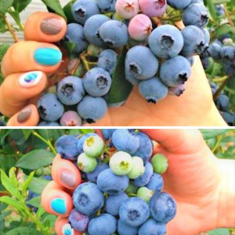 BORÓWKA Zestaw 2 plennych odmian!!!