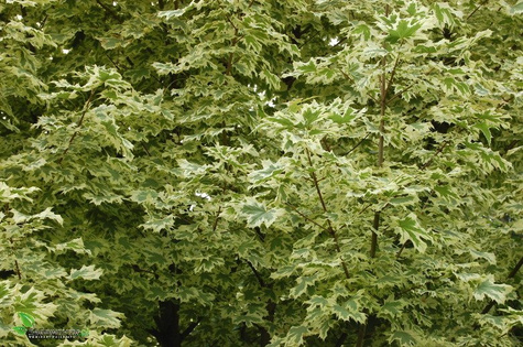 Klon pospolity Drummondi 4-6cm, H-200-250