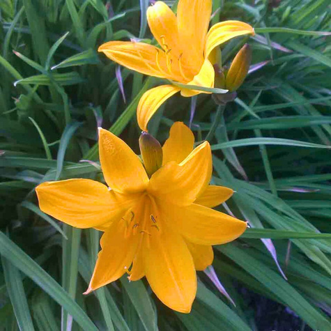 Liliowiec Middendorffa (C2)