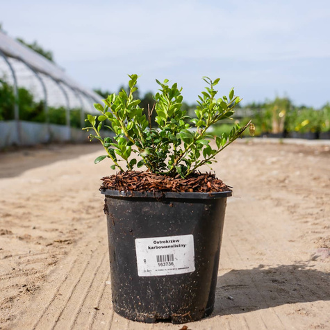 Ostrokrzew bukszpanowy karbowanolistny Convexa (C2)