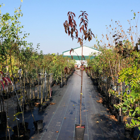 Śliwa wiśniowa Flora Rosea Plena (C2)