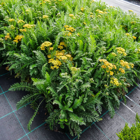 Krwawnik ogrodowy Milly Rock Yellow Terracotta (C2)