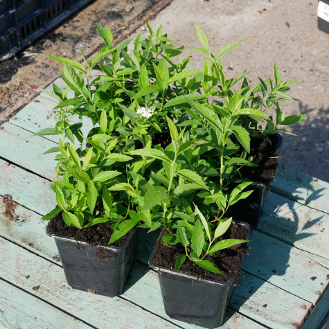 Tawuła japońska Albiflora (P9)