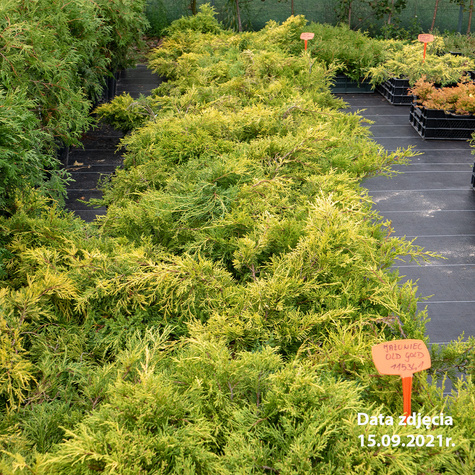 Jałowiec pośredni Old Gold (C2)
