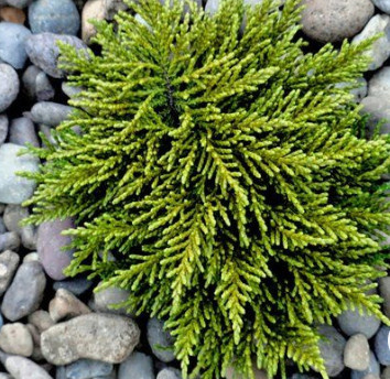 Hebe ochrowa 'James Stirling'