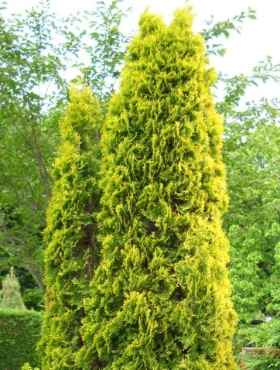 Thuja Tuja Żywotnik zachodni 'Malonyana Aurea'