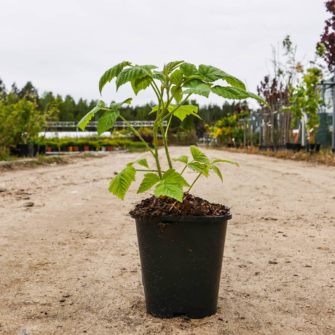 Zestaw Malina Polesie powtarzająca w doniczce 3x (C2)