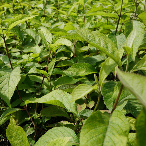 Pięknotka Bodiniera Profusion Koralikowy Krzew (P9)