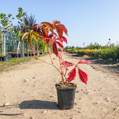 Winobluszcz zaroślowy pięciolistkowy Miododajny doniczka C2