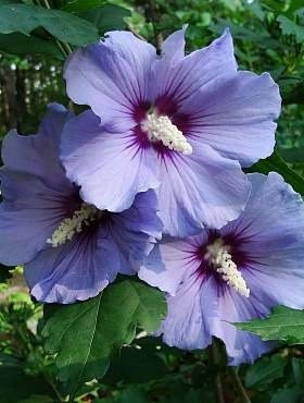 Ketmia syryjska Ślazowiec Hibiskus 0,5g