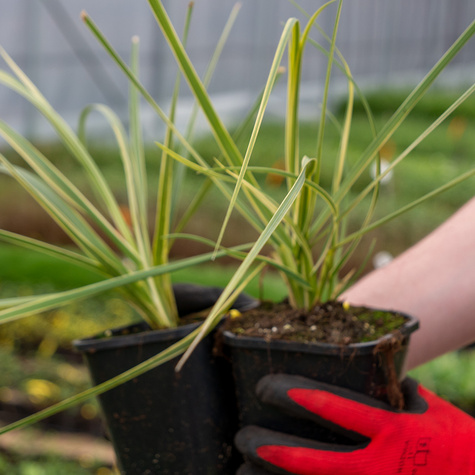 Trawa Pampasowa Esperanta