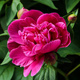 Piwonia chińska Paeonia Karl Rosenfield