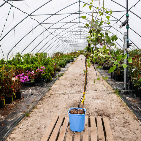 Powojnik Clematis wielkokwiatowy pełny Kiri te Kanava