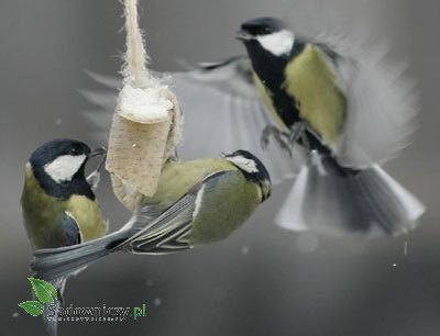POKARM kolba zimowa dla ptaków zimujących 3szt. (ME50)