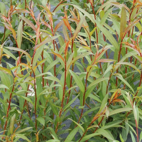 Wierzba Flame czerwone pędy (C2)