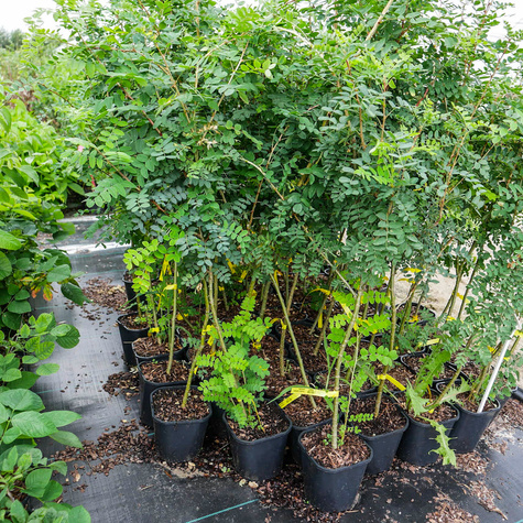 Karagana syberyjska Miododajna (C2)