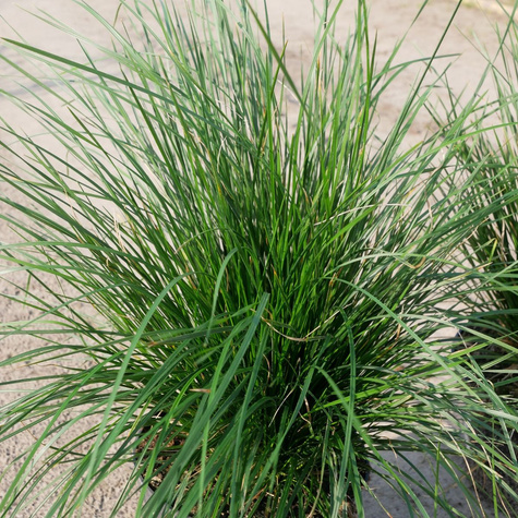 Śmiałek darniowy Schottland (C2)