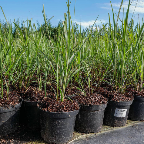 Sesleria Heufflera o czarnych kłosach (C2)