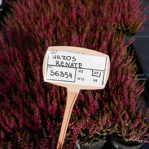 Wrzos pospolity Renate różowy pączkowy