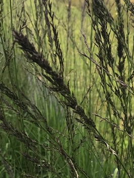 Trzęślica trzcinowata Black Arrows