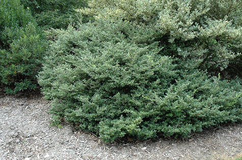Ostrokrzew karbowanolistny 'Stokes''