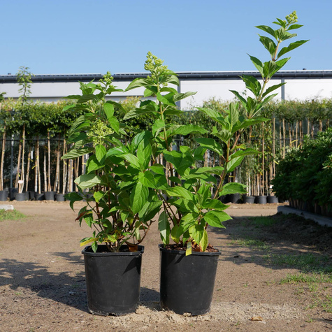 Hortensja bukietowa Living Summer Love (C2)