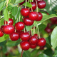 Wiśnia Wołyńska Plant Pack