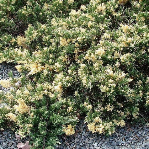 Jałowiec chiński Expansa Variegata (P9)