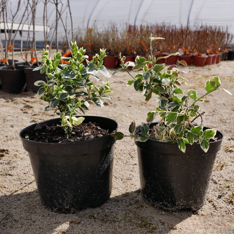 Trzmielina Fortune'a Silver Queen (C2)